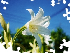 Lily, Beauty, White