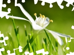 White, Lily