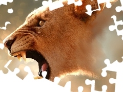 roaring, Lion