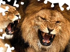 roaring, lions