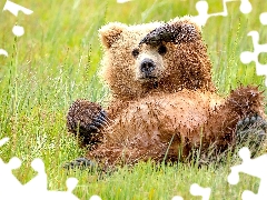 small, little bear, grass, Bear