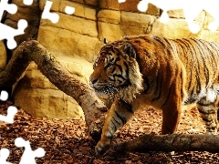 tiger, Logs