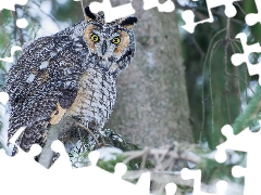 branch pics, owl, Long-eared Owl