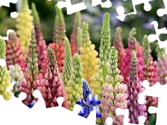 Lupin, Flowers, Coloured