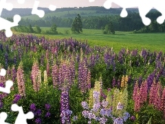 lupine, forest, Meadow
