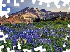 lupine, Mountains, Meadow