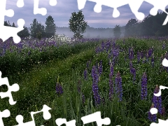 grass, Flowers, viewes, lupine, Meadow, trees, Fog
