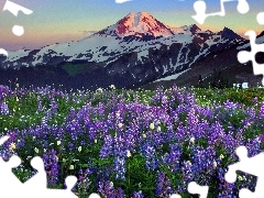west, Mountains, lupins, sun