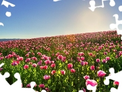 Mac, Field, pink