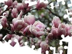 Pink, Magnolias