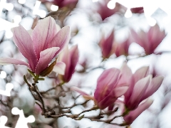 branch pics, Flowers, Magnolias, pale pink