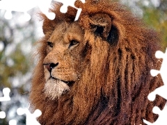 Lion, mane