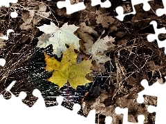 autumn, leaf, maple, Yellow