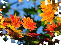 maple, color, Leaf
