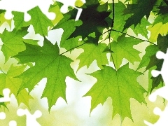 Leaf, maple