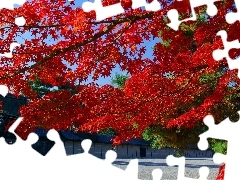 maple, autumn, Red