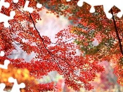 maple, trees, Red