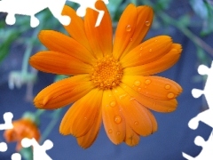 Orange, Marigold