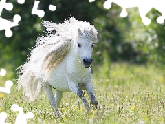 White, Shetland Pony, Meadow, Horse