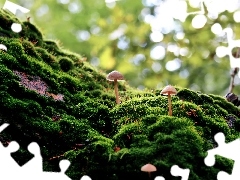 mushrooms, Moss