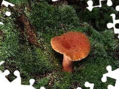 Moss, Mushrooms, rapprochement