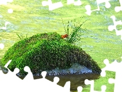Moss, River, Stone