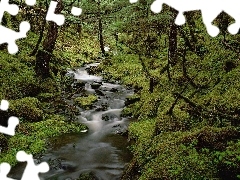 stream, Forest, Moss, ##