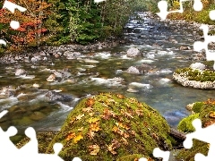 stream, forest, boulders, stony, autumn, mossy, Leaf
