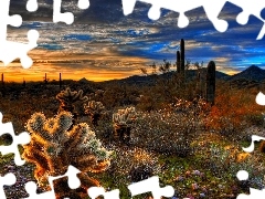west, Cactus, Mountains, sun