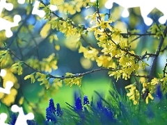 forsythia, Flowers, Muscari, Yellow