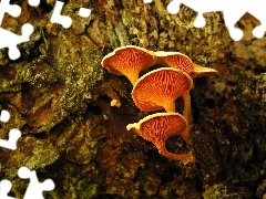 cork, mushrooms