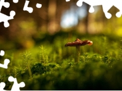 Moss, Mushrooms