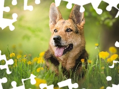 Meadow, Common Dandelion, German Shepherd, muzzle, dog