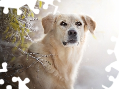 muzzle, dog, leaves, White frost, Twigs, Golden Retriever