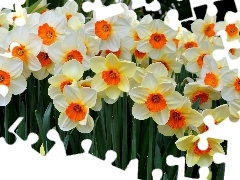 Flowers, narcissus