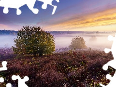 heathers, trees, Netherlands, viewes, Province of Gelderland, heath, Veluwezoom National Park, Fog