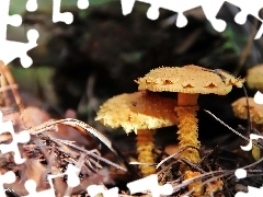 Yellow, fleece, needles, mushroom