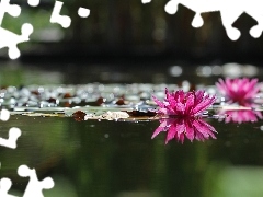 Pink, Water lilies, Nenufary