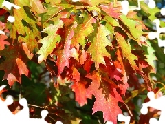 oak, color, Leaf