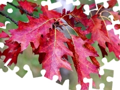 oak, Red, Leaf