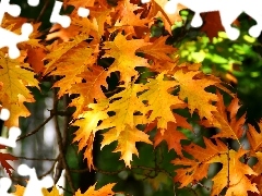 oak, Yellow, Leaf
