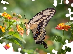 Flowers, butterfly, Oct Queen