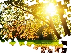 Park, viewes, rays of the Sun, trees