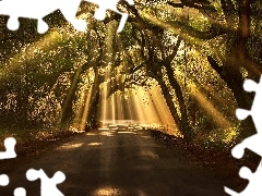 Way, viewes, rays of the Sun, trees