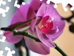 amaranth, orchid