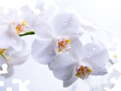 White, orchid