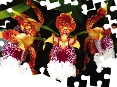 orchids, Flowers, color