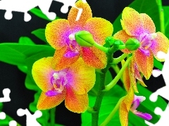 orchids, color, Flowers