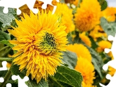 flakes, Yellow, Ornate Sunflowers