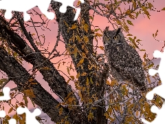 trees, owl, Great Horned Owl